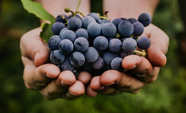 Sustainable Wineries for Climate Protection: El sello de futuro para bodegas españolas summary image